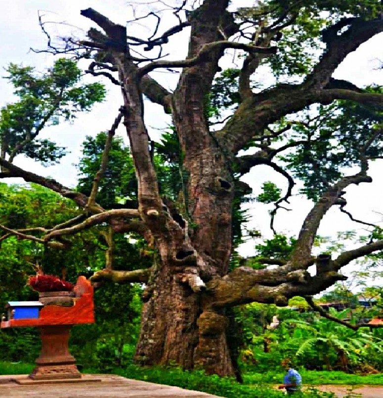 Cây táu cổ thụ này trải qua trên 2.105 năm từ thời Hùng Vương.