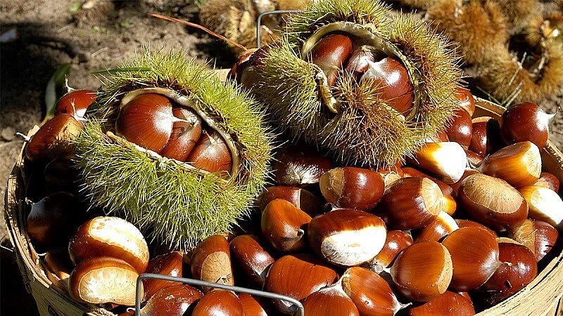 Hạt dẻ Trùng Khánh, Cao Bằng Hạt dẻ Trùng Khánh, Cao Bằng