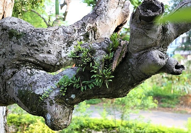 Với những giá trị về lịch sử, văn hóa này, cây táu ‘đại mộc thần’ trước cửa đền Thiên Cổ được công nhận là cây di sản.