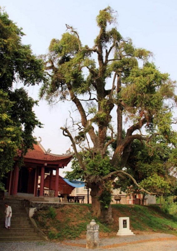 Cây táu cổ thụ từng suýt chết sau đó được hồi sinh tới ngày nay.