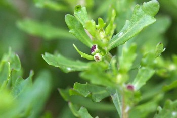 Bất ngờ, loài cỏ mọc dại lại có công dụng tuyệt vời, nhất là với sức khoẻ