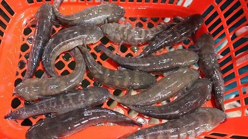 Loại cá xưa có đầy không "ngó", giờ thành đặc sản khan hiếm, muốn mua phải đặt trước