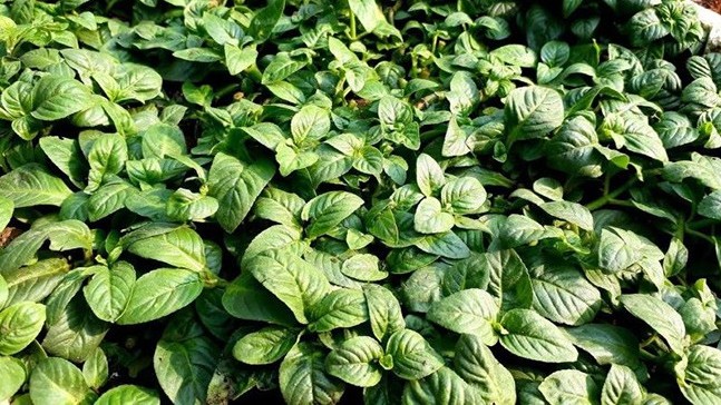 Loại rau có mùi vị rất đặc biệt, chị em nội trợ thích ăn vô cùng, công dụng trên cả tuyệt vời