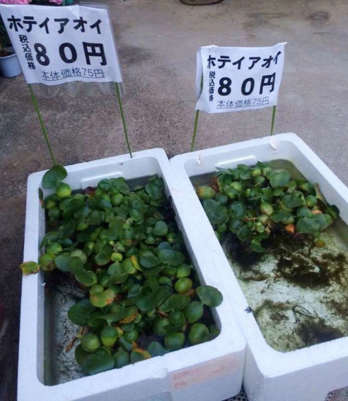 Người Nhật mua bèo tây từ siêu thị về để làm gỏi hoặc chữa một số bệnh ngoài da Người Nhật mua bèo tây từ siêu thị về để làm gỏi hoặc chữa một số bệnh ngoài da