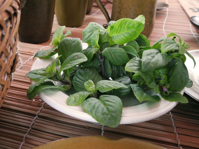 Các nước như Thái Lan, Indonesia sử dụng rau quế vị như một loại dược liệu