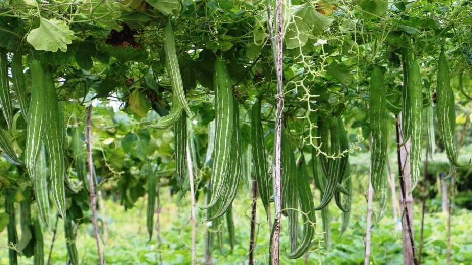 Loại quả xưa chỉ có ở núi, giờ thành đặc sản được người giàu "mê tít"