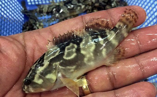 Hiện nay, nuôi cá mú Trân Châu đã trở thành nghề mới của bà con ven biển, mô hình không chỉ giải quyết được yêu cầu đa dạng các đối tượng nuôi thủy sản có giá trị kinh tế cao, chuyển những ao nuôi tôm gặp khó khăn do dịch bệnh sang phát triển nuôi cá mú, góp phần khôi phục lại nghề nuôi trồng thủy sản gắn với bảo vệ môi trường. Hiện nay, nuôi cá mú Trân Châu đã trở thành nghề mới của bà con ven biển, mô hình không chỉ giải quyết được yêu cầu đa dạng các đối tượng nuôi thủy sản có giá trị kinh tế cao, chuyển những ao nuôi tôm gặp khó khăn do dịch bệnh sang phát triển nuôi cá mú, góp phần khôi phục lại nghề nuôi trồng thủy sản gắn với bảo vệ môi trường.