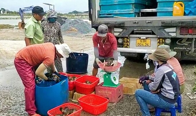 Cá mú trân châu được thu mua với giá từ 220.000 – 270.000 đồng/kg, với gía cá mú này người nuôi thu nhập ổn định. Gia đình ông Sơn ở thôn Hòa Diêm, xã Cam Thịnh Đông, tỉnh Khánh Hoà mới đây thu hoạch trên 2 tấn cá này, bán với giá trên, sau khi trừ chi phí lãi 240 triệu đồng, rất phấn khởi. Cá mú trân châu được thu mua với giá từ 220.000 – 270.000 đồng/kg, với gía cá mú này người nuôi thu nhập ổn định. Gia đình ông Sơn ở thôn Hòa Diêm, xã Cam Thịnh Đông, tỉnh Khánh Hoà mới đây thu hoạch trên 2 tấn cá này, bán với giá trên, sau khi trừ chi phí lãi 240 triệu đồng, rất phấn khởi.