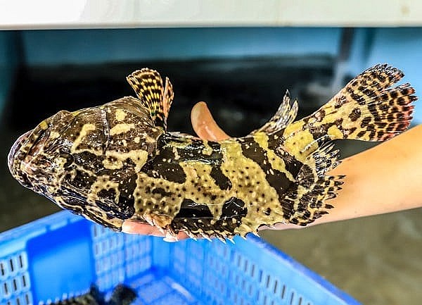 Thức ăn cho cá là các loại thức ăn công nghiệp, trong quá trình nuôi thường xuyên sử dụng các loại vôi, khoáng chất phế phẩm vi sinh để quản lý môi trường nên hạn chế ô nhiễm môi trường hơn so với quy trình nuôi sử dụng thức ăn là cá tạp. Thức ăn cho cá là các loại thức ăn công nghiệp, trong quá trình nuôi thường xuyên sử dụng các loại vôi, khoáng chất phế phẩm vi sinh để quản lý môi trường nên hạn chế ô nhiễm môi trường hơn so với quy trình nuôi sử dụng thức ăn là cá tạp.