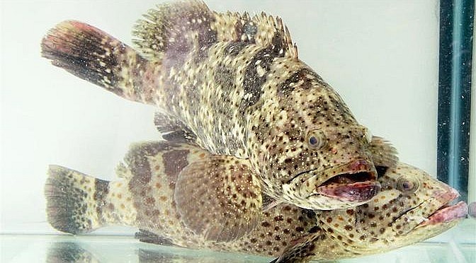 Cá mú trân châu được phát triển vùng nuôi thương phẩm tại các địa phương ven biển của Khánh Hòa. Đây cũng được xem là giống thủy sản thích hợp cho phát triển nghề nuôi biển công nghiệp của các tỉnh ven biển, đem lại thu nhập ổn định cho nông dân ở vùng nuôi trồng thủy sản. Cá mú trân châu được phát triển vùng nuôi thương phẩm tại các địa phương ven biển của Khánh Hòa. Đây cũng được xem là giống thủy sản thích hợp cho phát triển nghề nuôi biển công nghiệp của các tỉnh ven biển, đem lại thu nhập ổn định cho nông dân ở vùng nuôi trồng thủy sản.