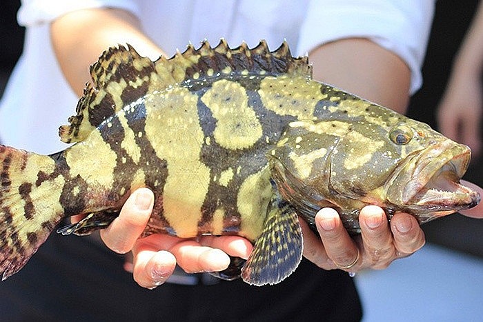 Cá mú Trân Châu được sinh ra bởi sự lai tạo giữa cá mú nghệ (con đực) và cá mú cọp (con cái) nên thừa hưởng đặc tính nổi trội của 2 loài cá mú bố mẹ có thịt thơm ngon, màu sắc đẹp, lớn nhanh và khả năng chống chịu tốt với sự thay đổi môi trường và dịch bệnh. Cá mú Trân Châu được sinh ra bởi sự lai tạo giữa cá mú nghệ (con đực) và cá mú cọp (con cái) nên thừa hưởng đặc tính nổi trội của 2 loài cá mú bố mẹ có thịt thơm ngon, màu sắc đẹp, lớn nhanh và khả năng chống chịu tốt với sự thay đổi môi trường và dịch bệnh.