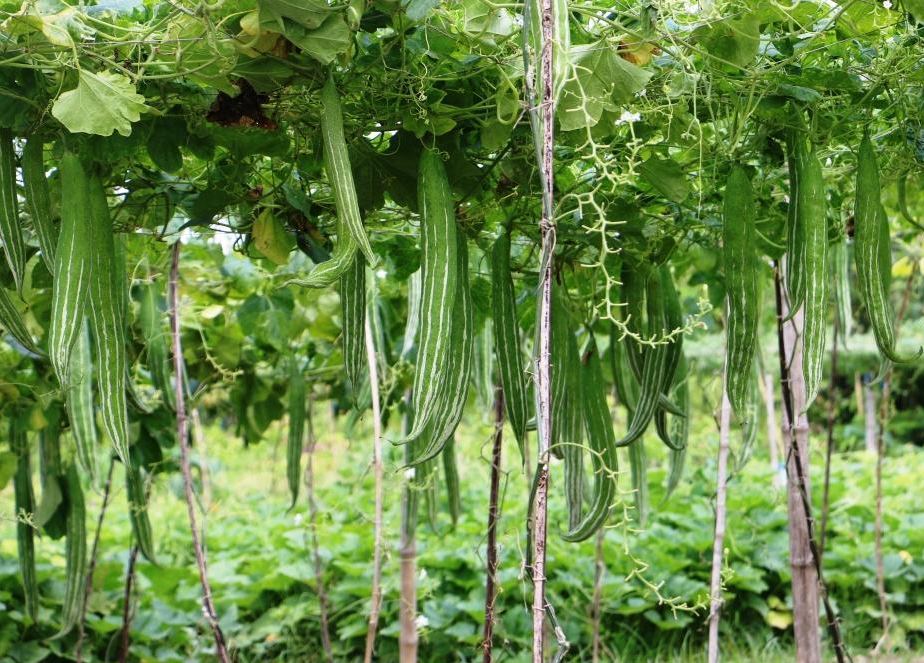 Loại quả xưa chỉ có ở núi, giờ thành đặc sản được người giàu "mê tít"