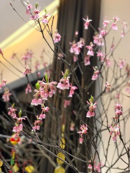 Loại đào mọc hoang gây “sốt” thị trường Tết, giá lên đến 40 triệu đồng/cành, muốn mua phải đặt trước