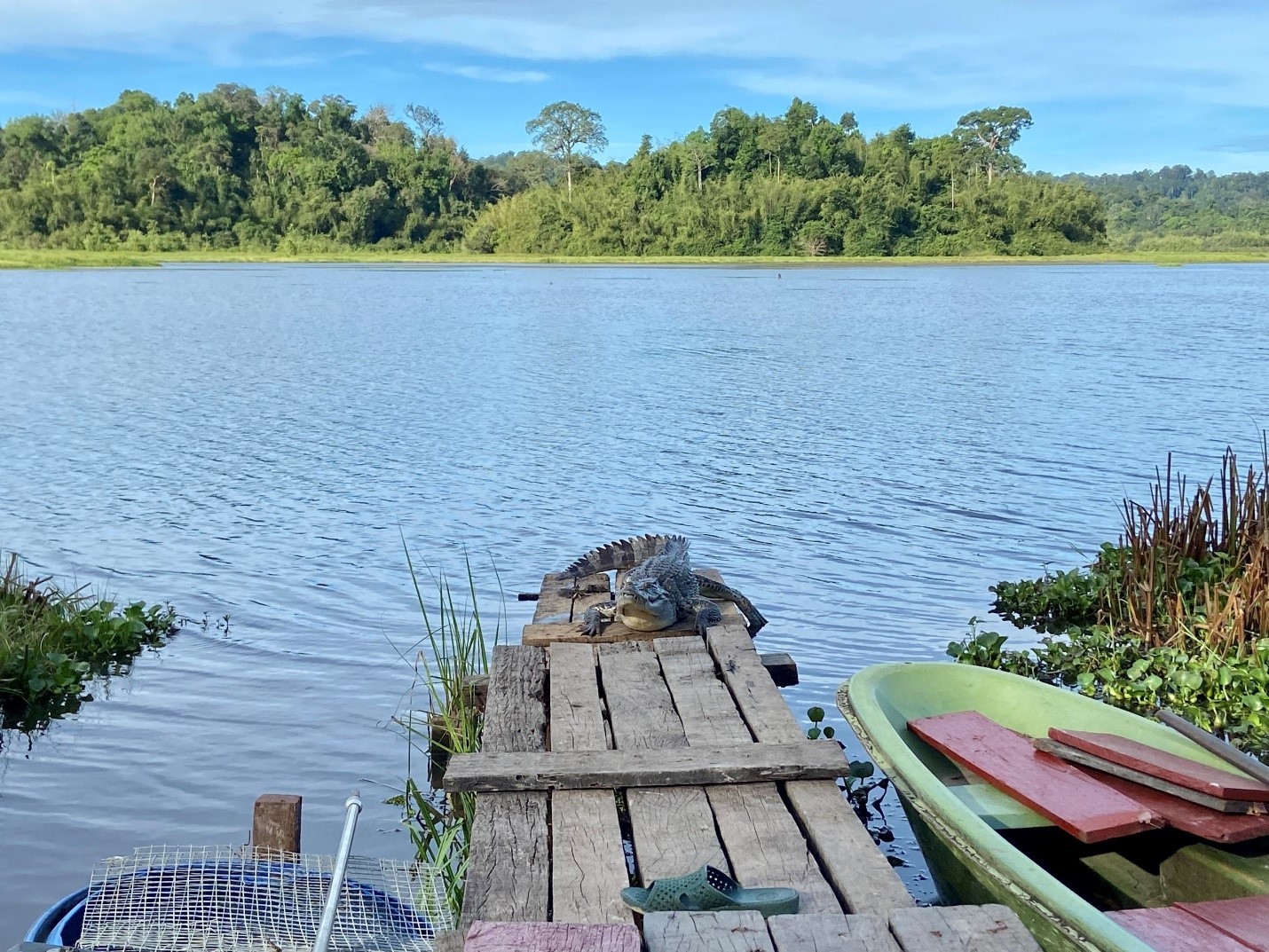 Bàu Sấu – Vùng đất “hồi sinh” cá sấu nước ngọt tưởng chừng tuyệt chủng tại Việt Nam