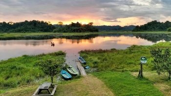 Bàu Sấu – Vùng đất “hồi sinh” cá sấu nước ngọt tưởng chừng tuyệt chủng tại Việt Nam