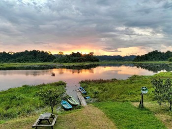 Bàu Sấu – Vùng đất “hồi sinh” cá sấu nước ngọt tưởng chừng tuyệt chủng tại Việt Nam