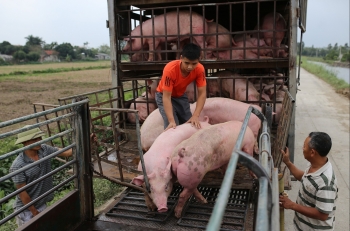 Giá heo hơi hôm nay 23/12 neo ở mức giá cũ, Trung Quốc mở biên giá heo chờ sóng mới
