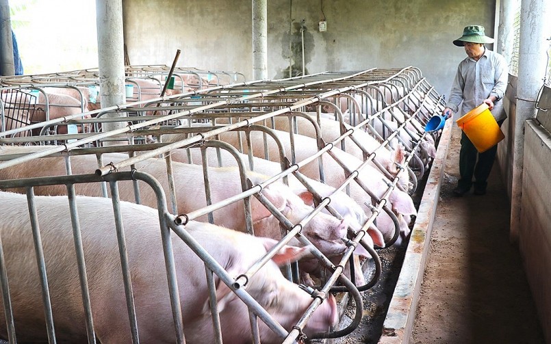 Giá heo hơi duy trì ở mức thấp khiến người chăn nuôi khó khăn vì càng nuôi càng lỗ.