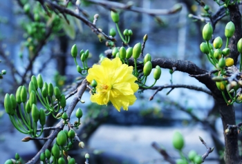 Đẳng cấp trồng mai vàng bán online, sau vụ Tết lại mua thêm đất, sắm ô tô