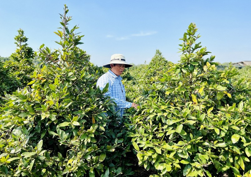 Ông Thiện cho biết, hiện làng mai vàng Bình Lợi đang có khoảng 500 hộ làm nghề. Lợi nhuận từ cây mai vàng mang lại cho người nông dân là quá lớn. Ông Thiện cho biết, hiện làng mai vàng Bình Lợi đang có khoảng 500 hộ làm nghề. Lợi nhuận từ cây mai vàng mang lại cho người nông dân là quá lớn.