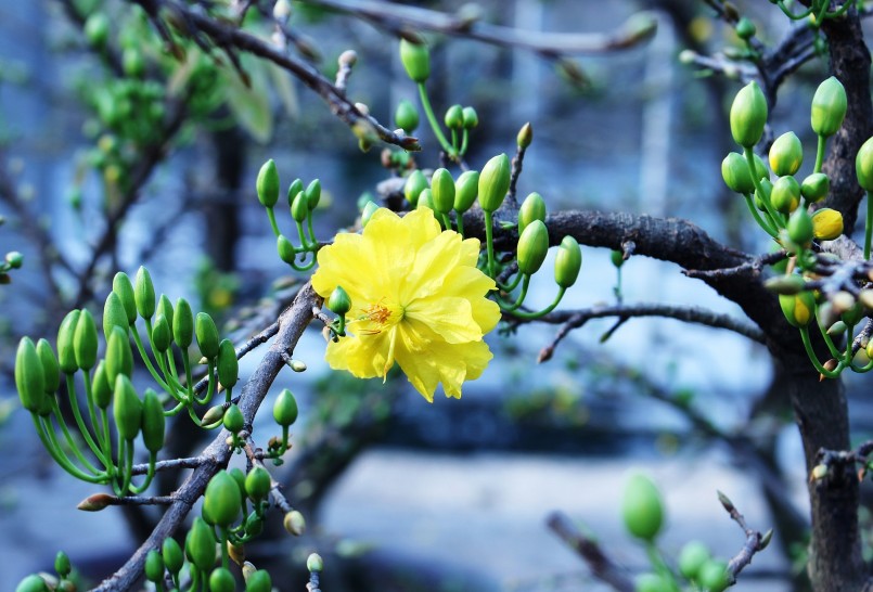 Làng mai vàng Bình Lợi đã khẳng định danh tiếng là nơi cung cấp những cây mai vàng đẳng cấp cho thị trường cả nước. Làng mai vàng Bình Lợi đã khẳng định danh tiếng là nơi cung cấp những cây mai vàng đẳng cấp cho thị trường cả nước.