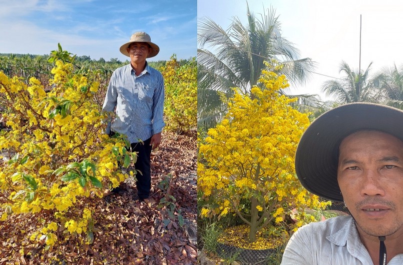Nhờ trồng mai vàng, nhiều nông dân đổi đời. Trong ảnh là ông Thiện và ông Xuyên - hai vườn mai lớn ở Làng mai vàng Bình Lợi. Nhờ trồng mai vàng, nhiều nông dân đổi đời. Trong ảnh là ông Thiện và ông Xuyên - hai vườn mai lớn ở Làng mai vàng Bình Lợi.