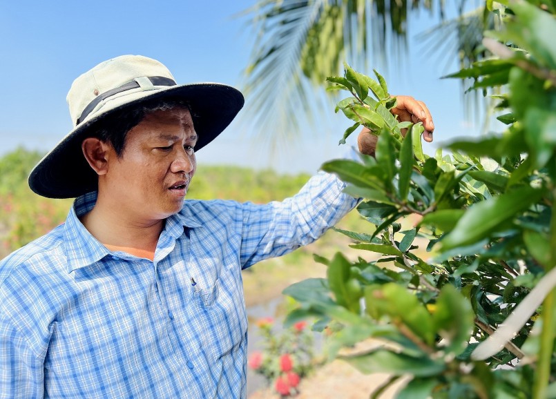 được ví như ‘thủ phủ’ mai vàng, cung cấp hoa tết cho TP.HCM và các tỉnh thành trên cả nước. được ví như ‘thủ phủ’ mai vàng, cung cấp hoa tết cho TP.HCM và các tỉnh thành trên cả nước.