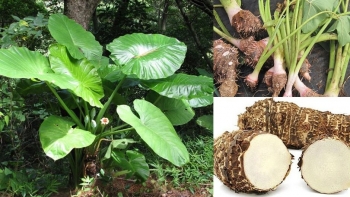 Không phải ai cũng biết công dụng tuyệt vời này của củ ráy