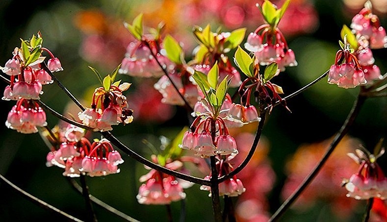 Đào chuông Yên Tử đang được người chơi hoa săn lùng trong dịp Tết.