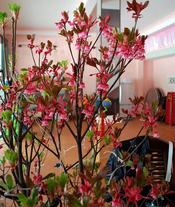 Những cành đào chuông Yên Tử cao, hoa đẹp có giá hàng chục triệu đồng.