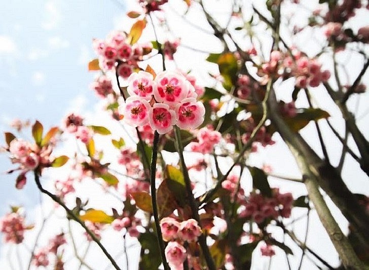 hoa đào chuông rất bền, có thể chơi được 20 ngày đến cả tháng. 