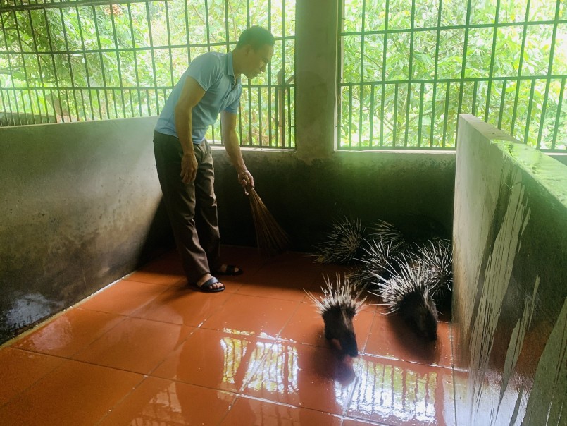 Mô hình nuôi nhím của gia đình ông Trần Văn Thu