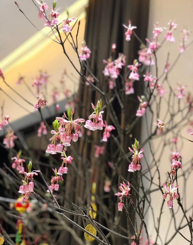 Còn 1 tháng nữa là Tết nhưng nhu cầu mua đào chuông tăng cao.