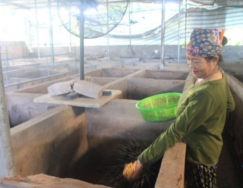 Nuôi con “đặc sản” ngủ ngày ăn đêm, nông dân xây nhà lầu nhờ thu tiền quanh năm