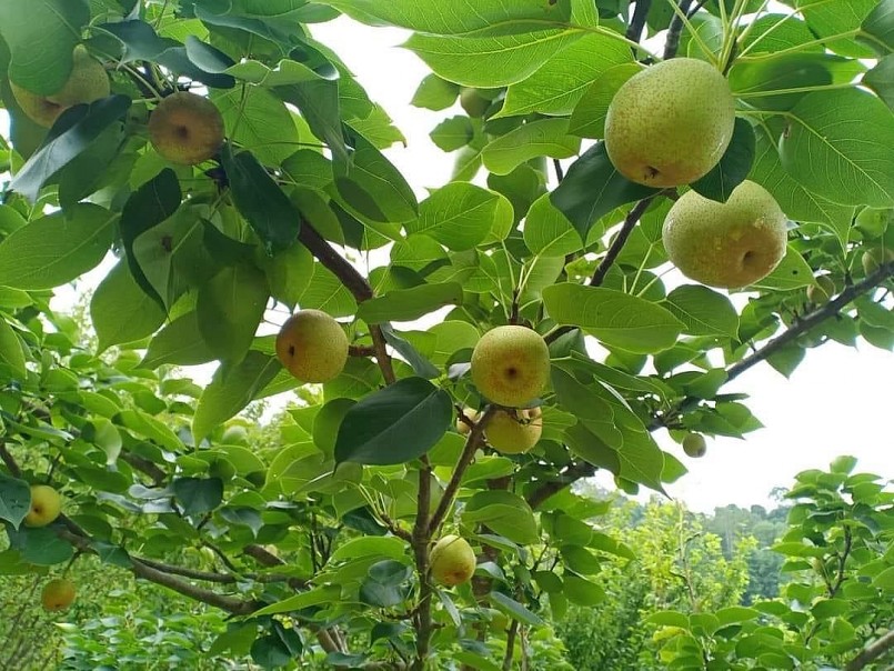 Quả lê Tai nung hình tròn, vỏ màu xanh phớt hồng