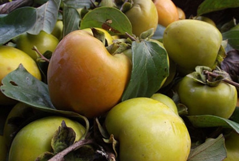 chỉ nên ăn hồng vào lúc no và chỉ nên ăn trái chín - không ăn trái xanh.