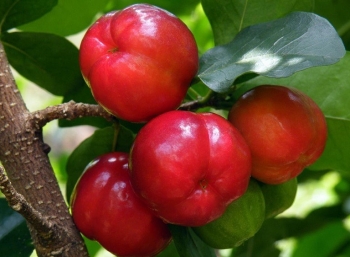 Loại quả chín đỏ như máu, bán rẻ bèo ở chợ Việt được phương Tây xem là "thần dược"