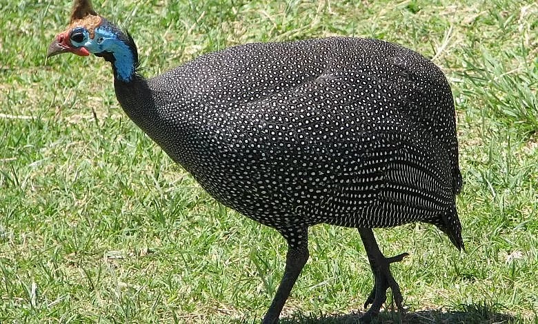 Gà sao có đặc điểm là bay giỏi như chim Gà sao có đặc điểm là bay giỏi như chim