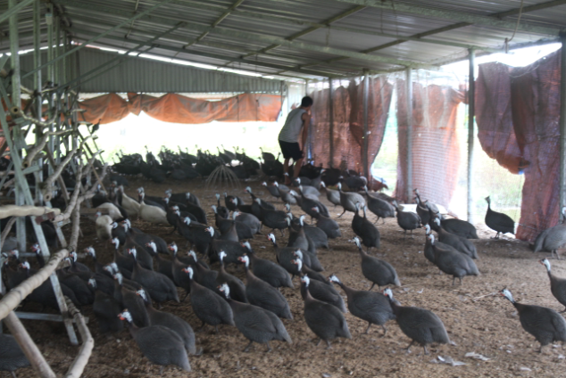 Đàn gà sao có màu sắc rực rỡ Đàn gà sao có màu sắc rực rỡ