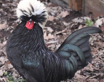 Kỳ lạ giống gà hiếu chiến như sư tử, giá lên đến 4 triệu đồng/cặp chưa mang ra chợ đã hết gà