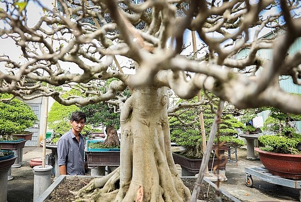 Đằng sau những siêu phẩm bosai tiền tỷ là công việc thầm lặng của những nghệ nhân cây cảnh.
