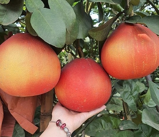 Bưởi đỏ tiến vua Luận Văn là trái cây đặc sản nổi tiếng của tỉnh Thanh Hóa.