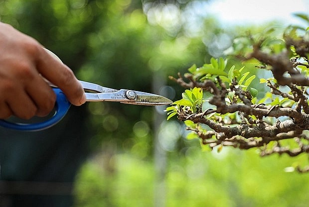 Nghề chăm sóc cây cảnh đòi hỏi sự kiên nhẫn và khéo léo.