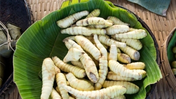 Xưa là củ dùng thay thế gạo, nay là "món quà quê" bổ dưỡng cho sức khoẻ