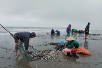 Nghề độc lạ đi bắt lộc trời chỉ nổi lên khi biển động có ngày bắt vài tấn bỏ túi 6 triệu đồng