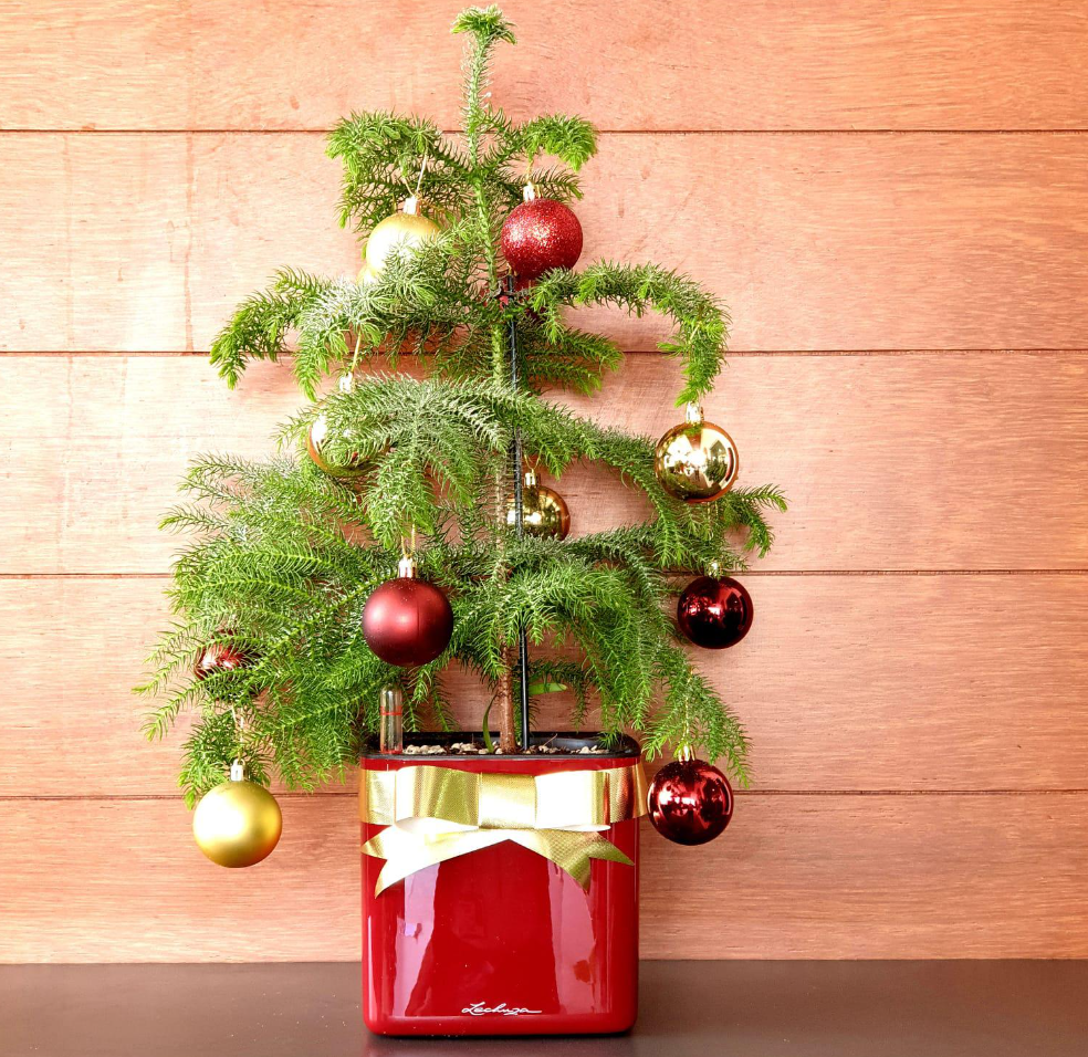 Những loại cây cảnh vừa nhìn đã thấy rộn ràng không khí Noel