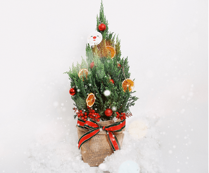 Những loại cây cảnh vừa nhìn đã thấy rộn ràng không khí Noel