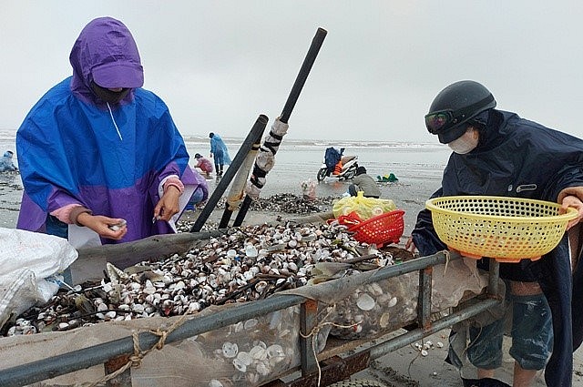 Sò lông khi vớt lên lẫn với rác và vỏ sò nên phải phân loại cẩn thận.
