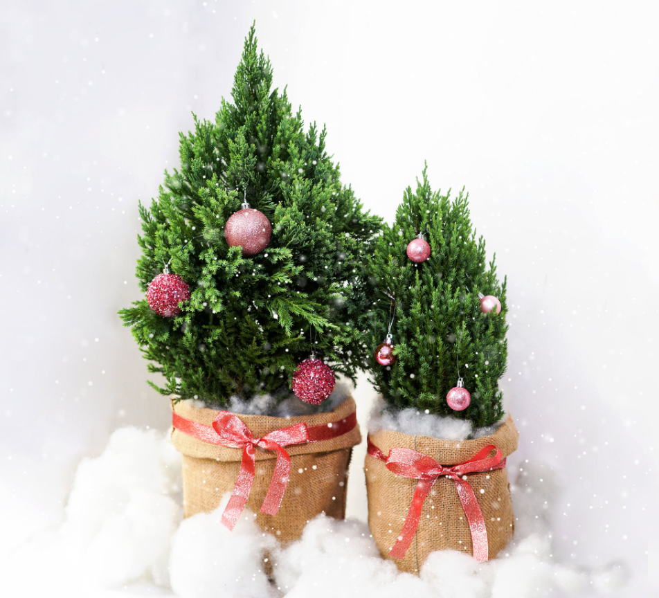 Những loại cây cảnh vừa nhìn đã thấy rộn ràng không khí Noel