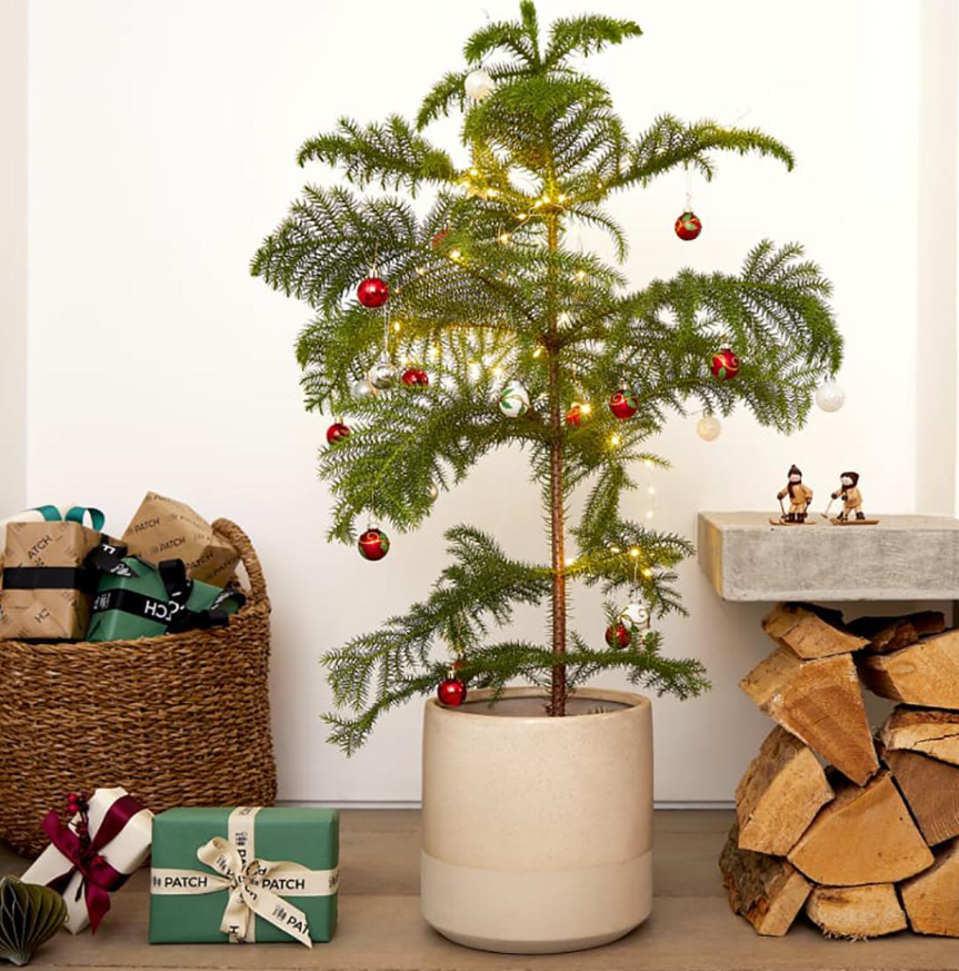 Những loại cây cảnh vừa nhìn đã thấy rộn ràng không khí Noel